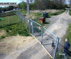 Sadysta rzucił psem przez ogrodzenie schroniska! Wszystko się nagrało. 