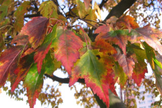 Klon tatarski odm. ginnala = Klon ginnala - Acer tataricum subsp. ginnala, Acer ginnala