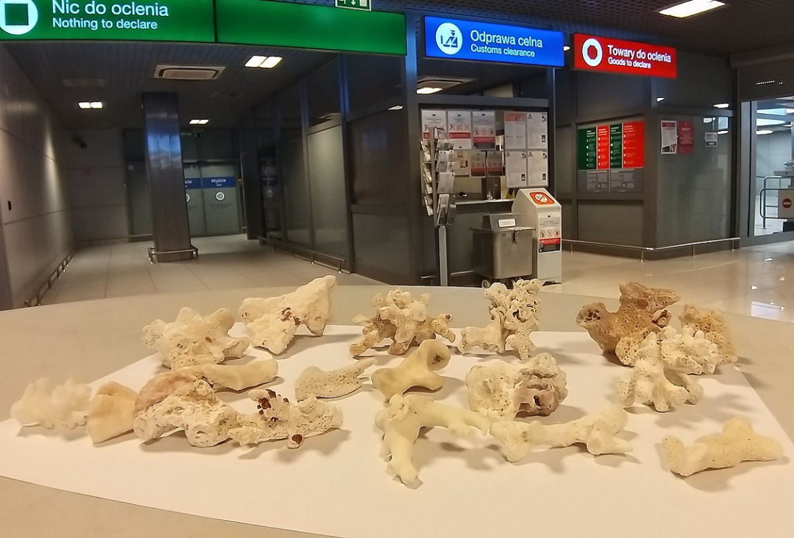  Przemyt koralowców na lotnisku w Jasionce