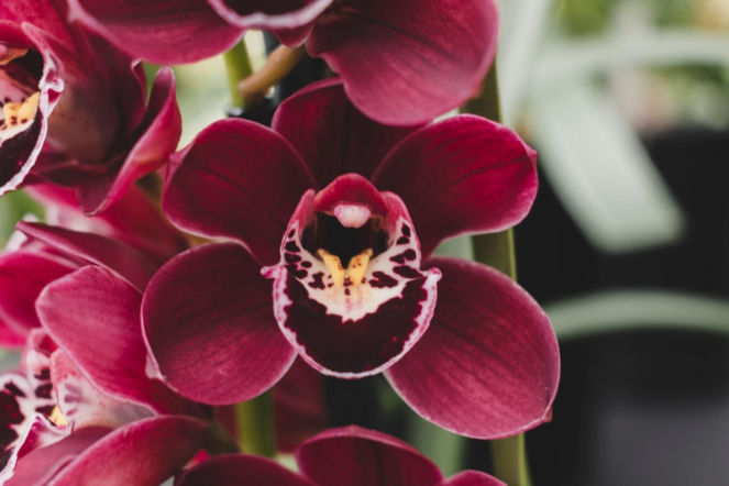 Storczyk o zapachu czekolady zachwyca. Uprawa tej orchidei wcale nie jest skomplikowana