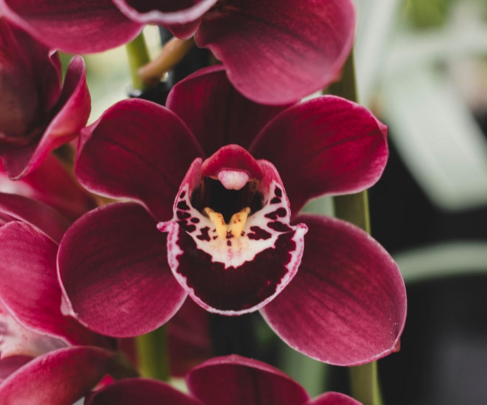 Ten storczyk pachnie, jak czekolada! Zniewala nie tylko wyglądem, ale i zapachem