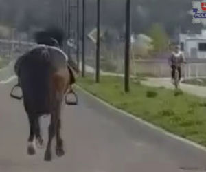 Zagalopował się na ulicach Świdnika. Policja prowadziła pościg za... osiodłanym koniem [ZDJĘCIA]