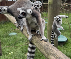 W zoo pod Lublinem urodził się lemur