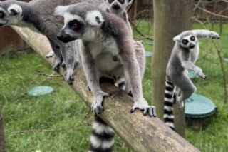 W zoo pod Lublinem urodził się lemur