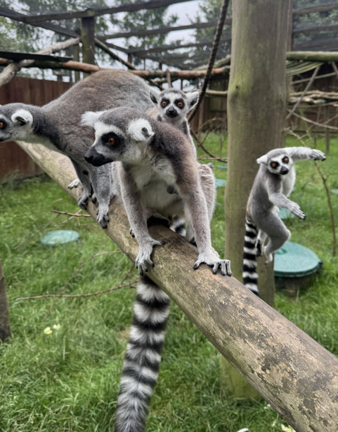 W zoo pod Lublinem urodził się lemur