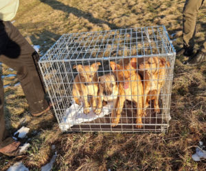 Koszmar zwierząt koło Limanowej. 33 schorowane psy w jednym pomieszczeniu! Zdjęcia mrożą krew w żyłach
