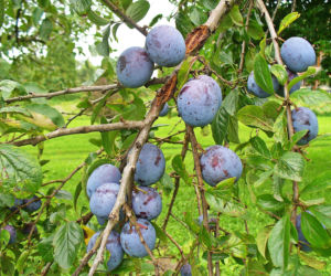 Nie tyko kwiecień plecień. Tak przepowiadały przyszłość nasze babki! Te kwietniowe przysłowia mogą zaskoczyć