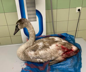 Łabędź Odi ranny po walce z innym ptakiem