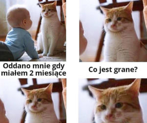 Dzień Kota 2021. Rasowe, dachowce, małe i duże. Dziś KOTY mają swoje święto [MEMY]