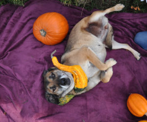 Zwierzaki w Potrzebie - urocze psy w Halloweenowej sesji! 