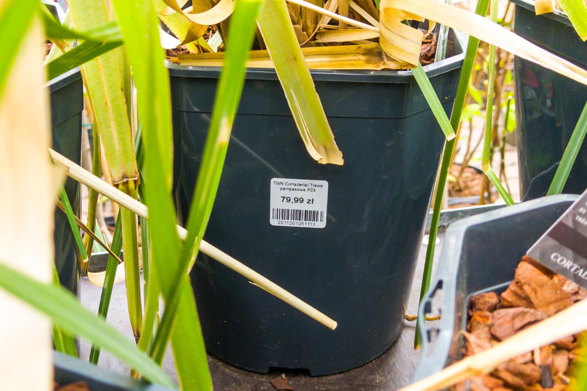 Trawa pampasowa Cortaderia – 79,99 zł/szt.