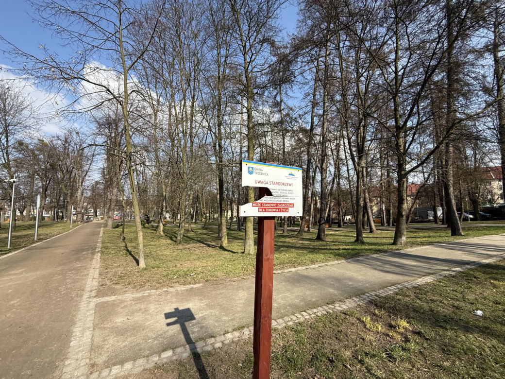 Drzewo runęło na młodego chłopaka w parku. Pół miliona złotych kary dla urzędnika