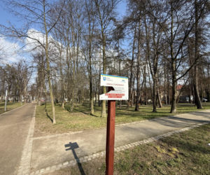 Drzewo runęło na młodego chłopaka w parku. Pół miliona złotych kary dla urzędnika