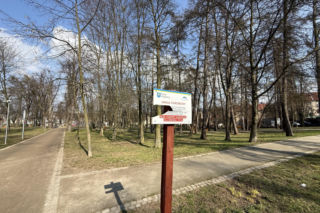 Drzewo runęło na młodego chłopaka w parku. Pół miliona złotych kary dla urzędnika