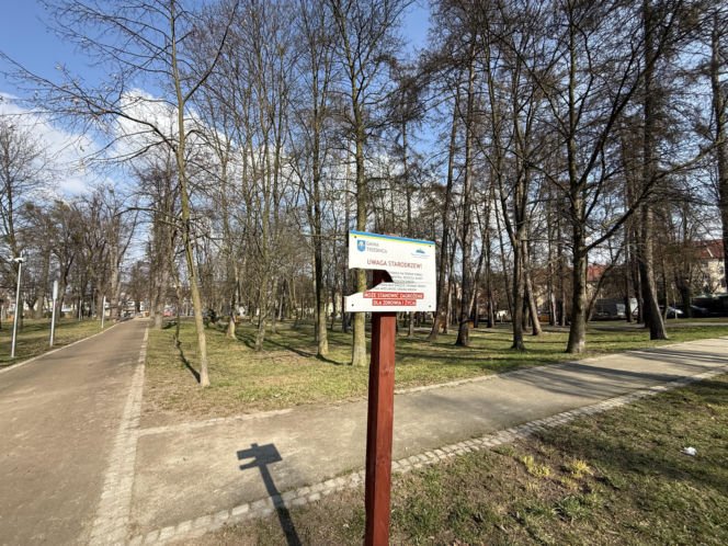 Drzewo runęło na młodego chłopaka w parku. Pół miliona złotych kary dla urzędnika