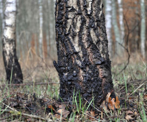 Podziękują strażakom za akcję gaśniczą w Puszczy Solskiej. Będzie uroczysta odprawa