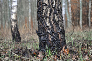 Podziękują strażakom za akcję gaśniczą w Puszczy Solskiej. Będzie uroczysta odprawa