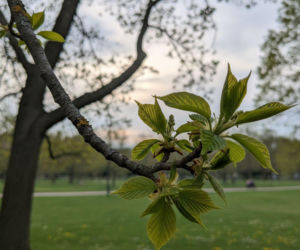 Pogoda na weekend w Toruniu 3-5 kwietnia. Po chłodnej sobocie niedziela przyniesie ocieplenie