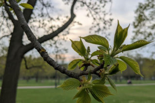 Pogoda na weekend w Toruniu 3-5 kwietnia. Po chłodnej sobocie niedziela przyniesie ocieplenie