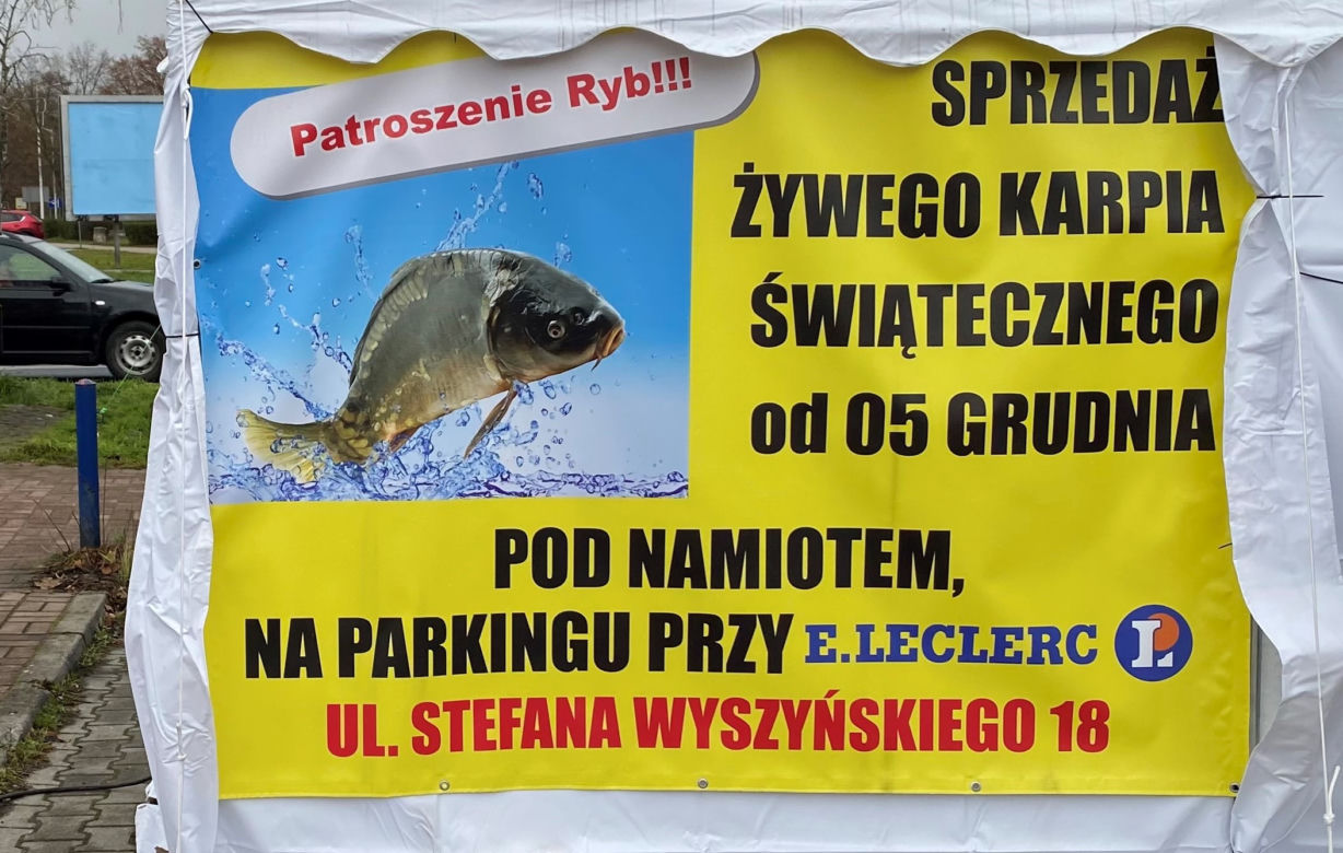 Ceny karpia w Zielonej Górze 2022