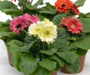 Gerbera