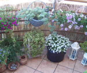 Konkursowy Balkon 2013 zdjecie nr 4