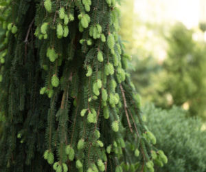 Świerk pospolity 'Inversa'