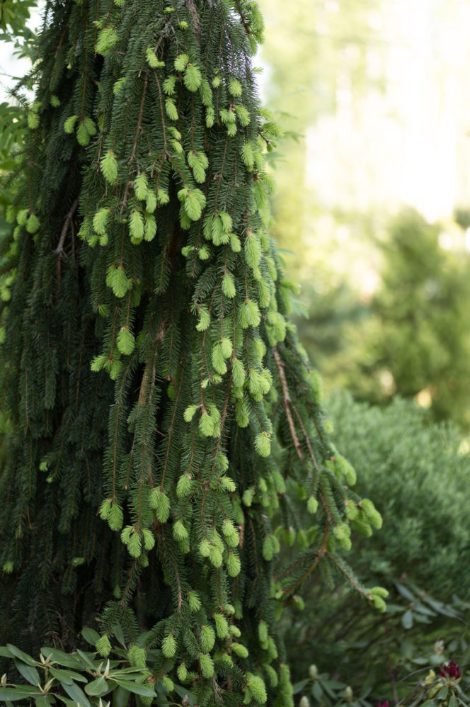 Świerk pospolity 'Inversa'