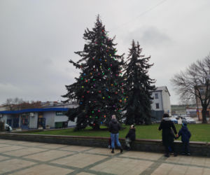 Choinka miejska Siedlce