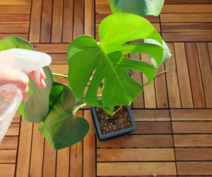 Zapuść 5 kropli do wody i spryskaj spód liści. Wciornastki wyginą co do sztuki. Domowy oprysk na wciornastki