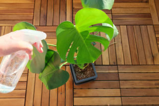 Zapuść 5 kropli do wody i spryskaj spód liści. Wciornastki wyginą co do sztuki. Domowy oprysk na wciornastki