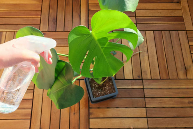 Zapuść 5 kropli do wody i spryskaj spód liści. Wciornastki wyginą co do sztuki. Domowy oprysk na wciornastki