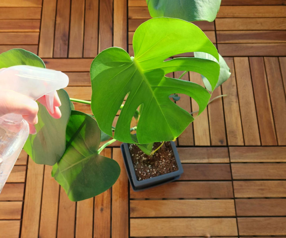 Oprysk na wciornastki na monsterze