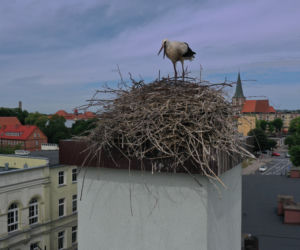 Bocian Drawsko