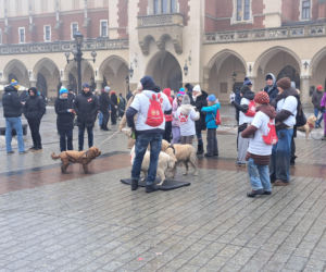 34. finał WOŚP w Krakowie. Golden Retrievery na Rynku Głównym