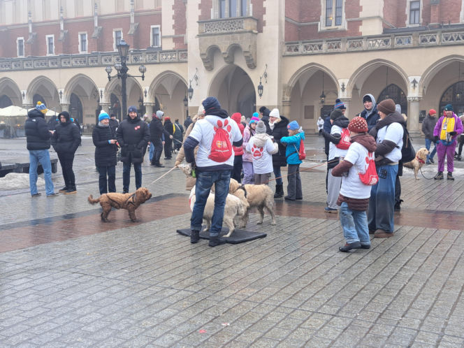 34. finał WOŚP w Krakowie. Golden Retrievery na Rynku Głównym