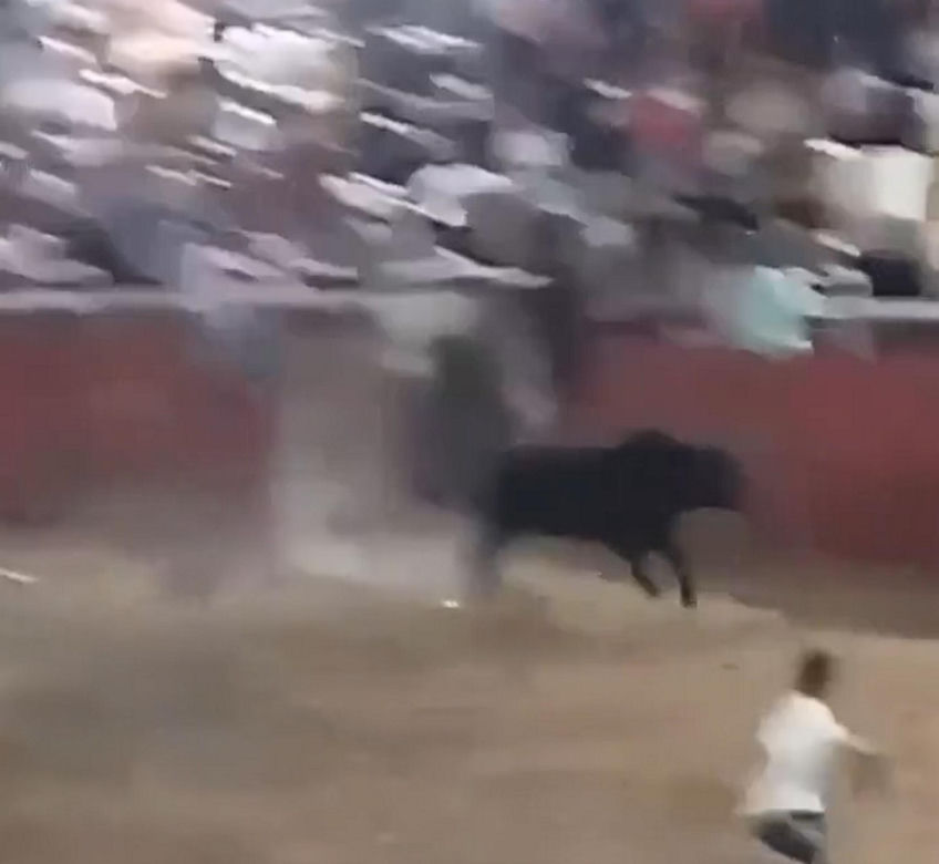 Szok na festiwalu! Byk wskoczył na widownię. Mocne wideo