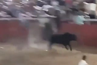 Szok na festiwalu! Byk wskoczył na widownię. Mocne wideo