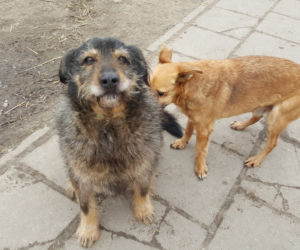 Psy ze schroniska Arka w Łomży