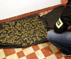Kolejna plantacja marihuany zlikwidowana przez policjantów