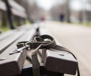 Pies pogryzł kobietę w Częstochowie. Co zaskoczyło policjantów?