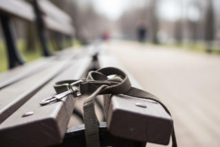 Pies pogryzł kobietę w Częstochowie. Co zaskoczyło policjantów?