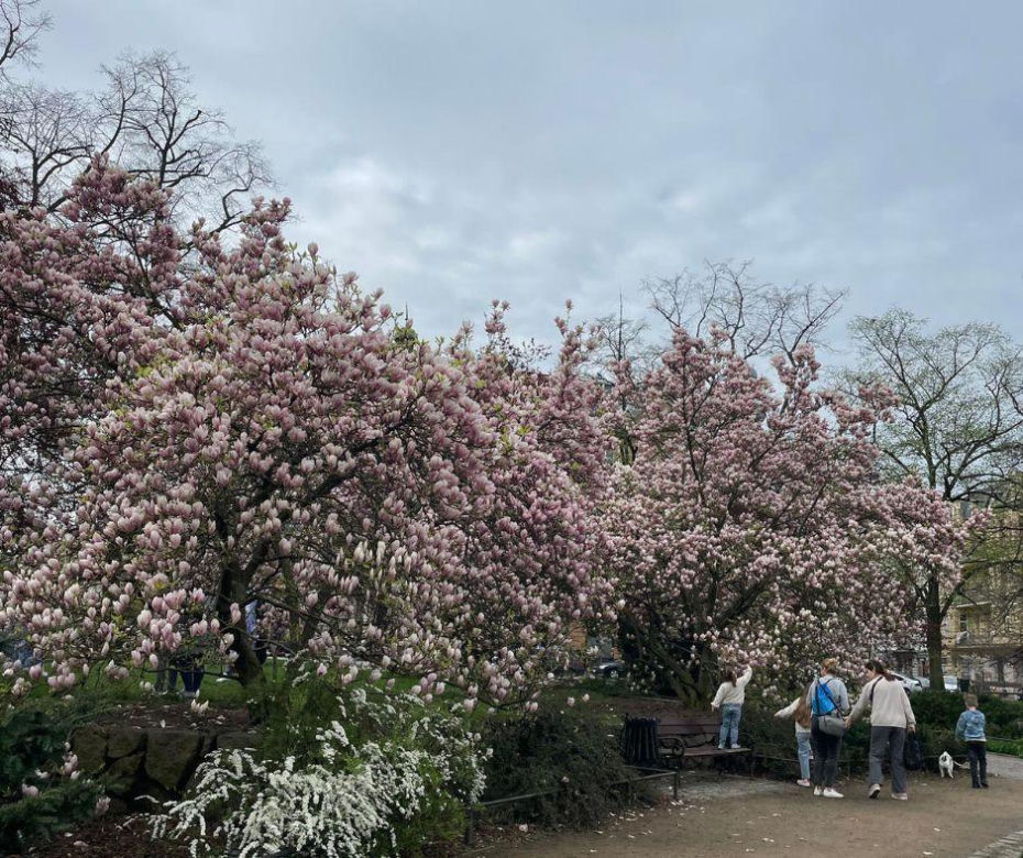 Szlak magnolii w Szczecinie