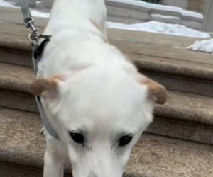 Pieski w Pałacu Prezydenckim