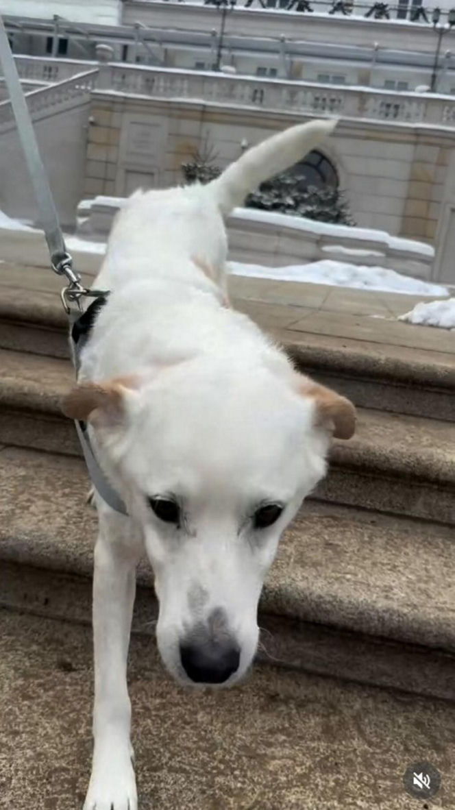 Pieski w Pałacu Prezydenckim