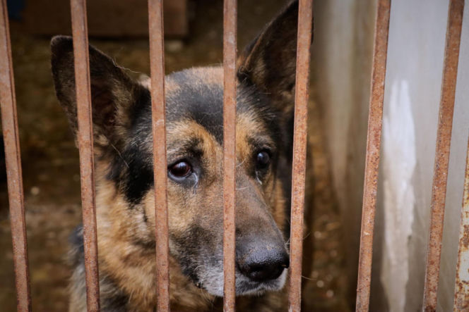 „Maszynka do mielenia mięsa i pałki z krwią”. Kulisy zamknięcia schroniska „Happy Dog”. Co dalej?