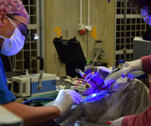 Niedźwiedzie z zoo w Poznaniu przeszły zabiegi dentystyczne