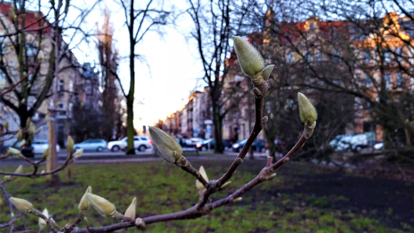Szczecińskie magnolie budzą się z zimowego snu
