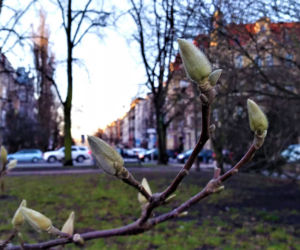 Szczecińskie magnolie budzą się z zimowego snu