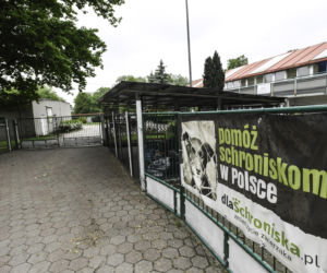 Joanna Scheuring Wielgus oddała psy do schroniska, bo chciała wynająć dom?